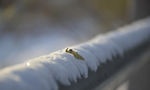 雪景