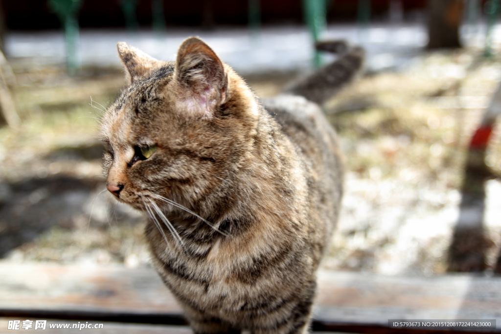 猫