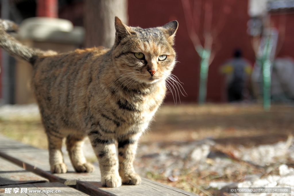 猫