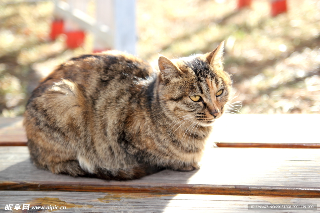 猫