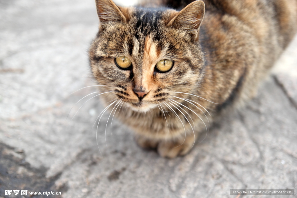 猫