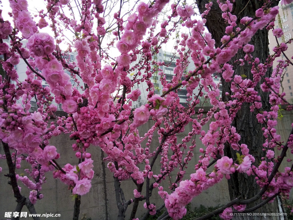 桃花