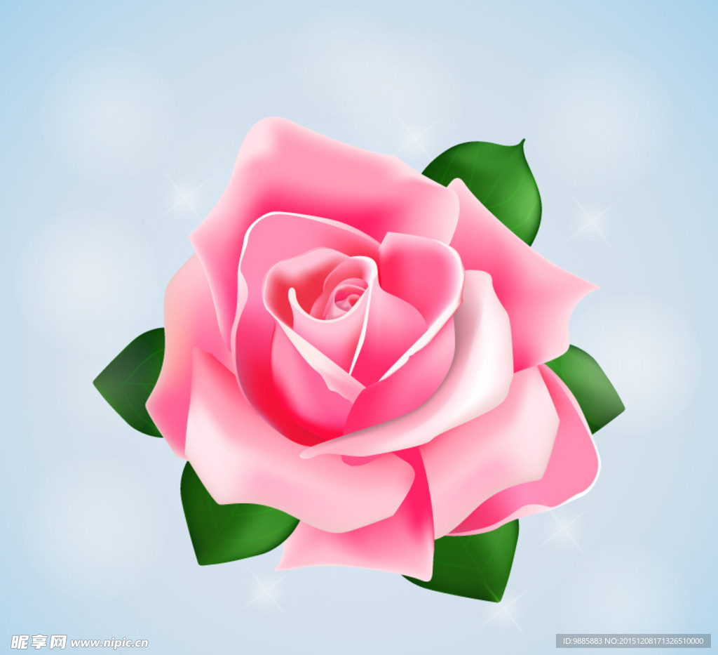 粉色玫瑰花