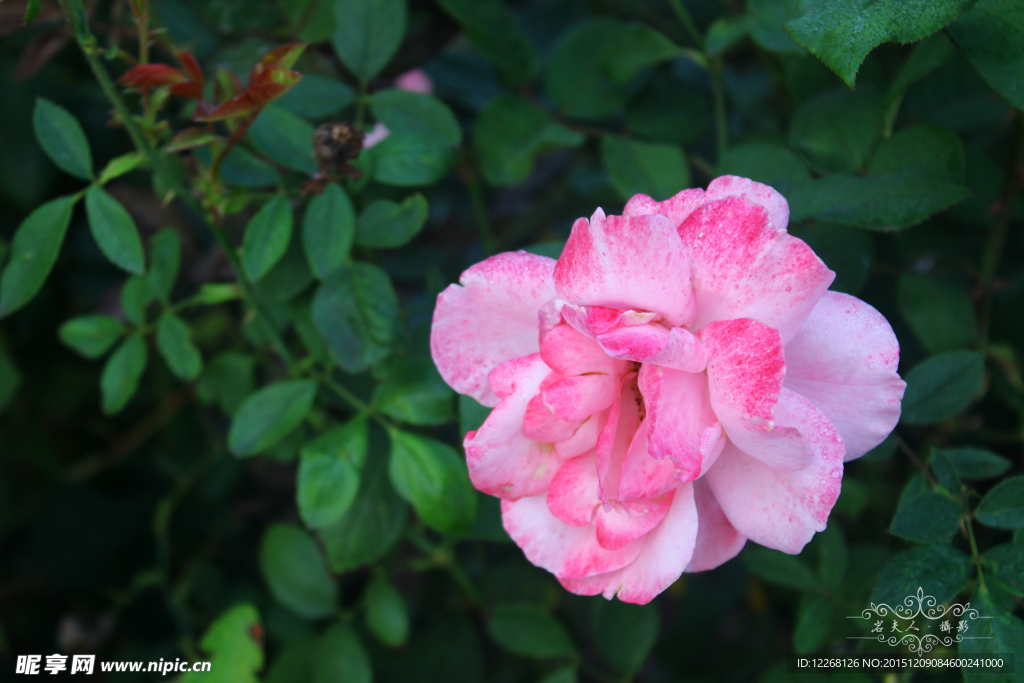 粉色月季花