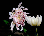 秋菊