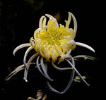 秋菊