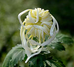 秋菊
