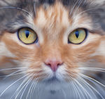 猫头像