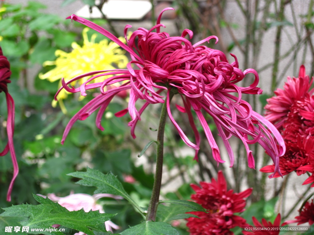 摄影菊花