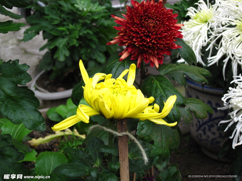 菊花