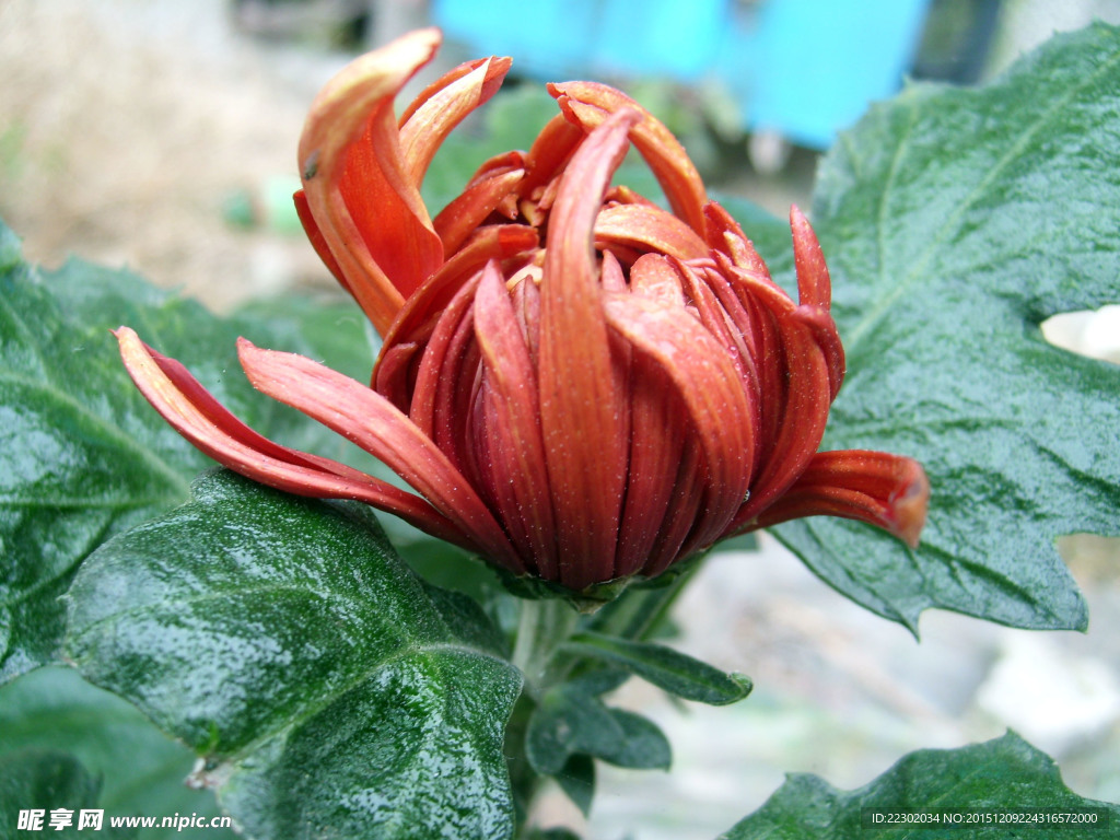菊花