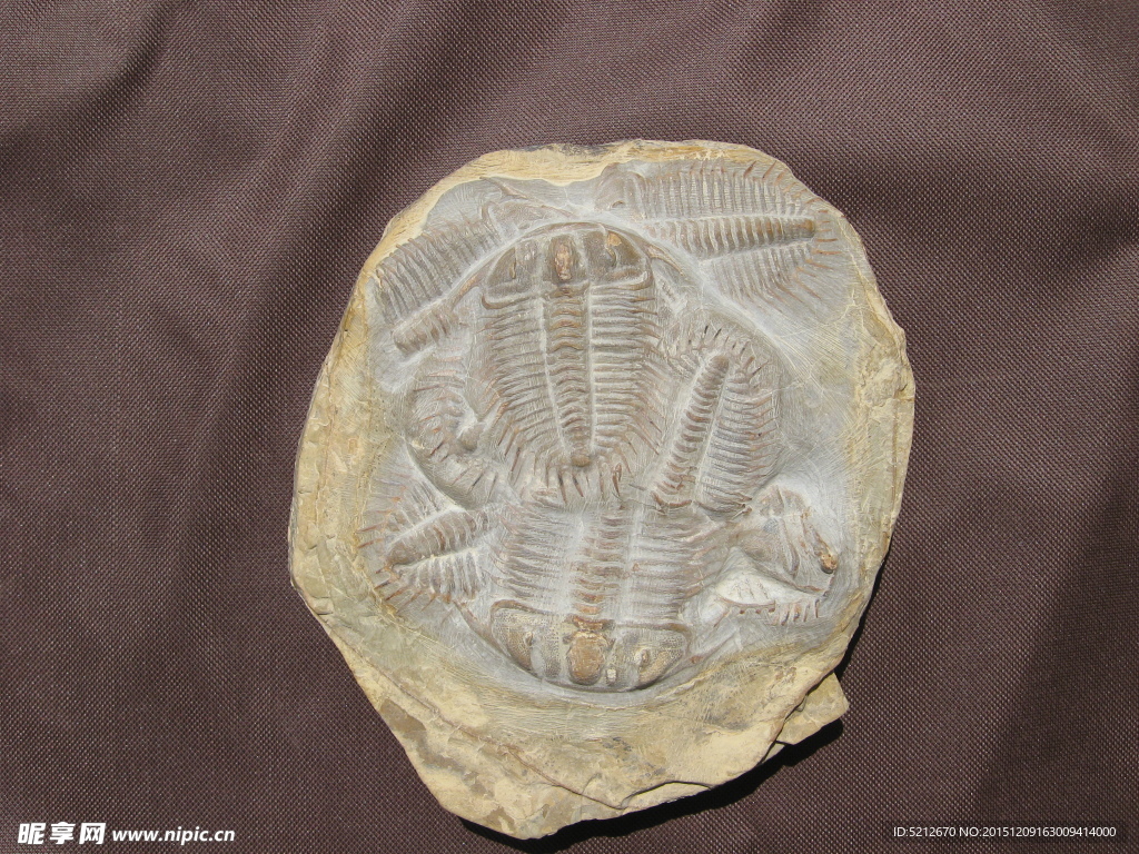 三叶虫化石图片