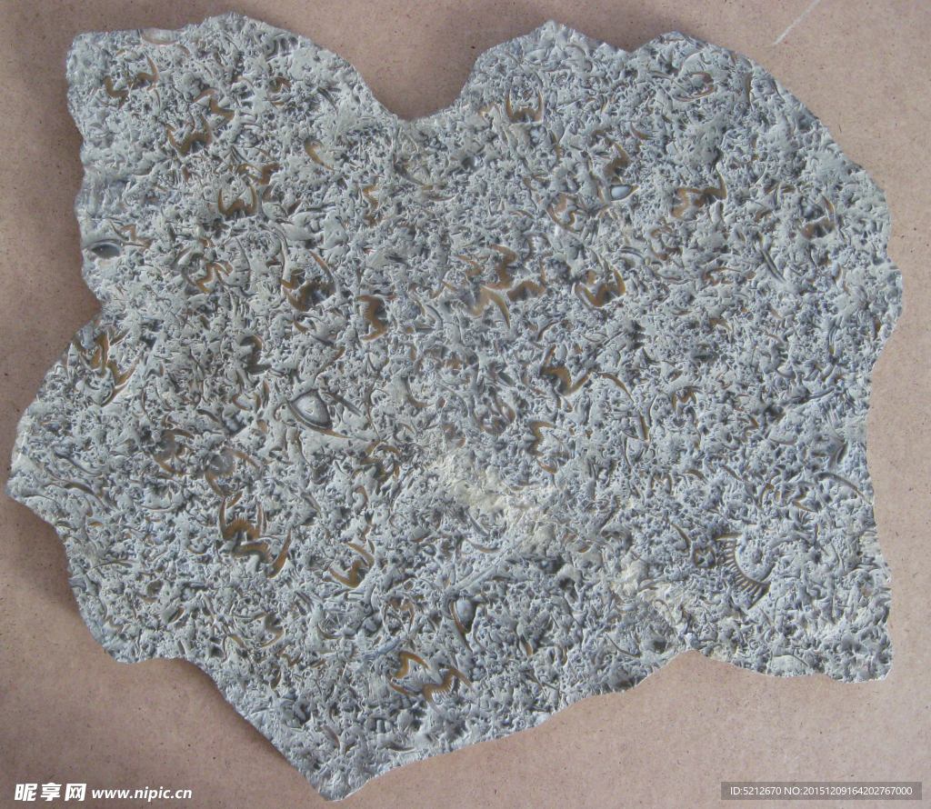 燕子石三叶虫化石照片
