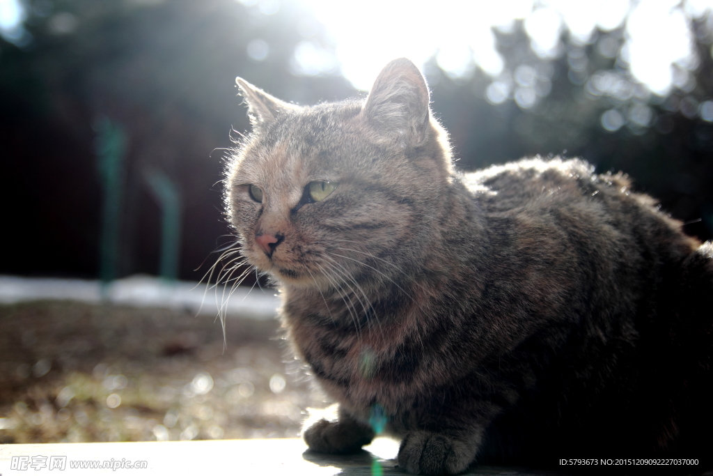 猫