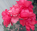月季花