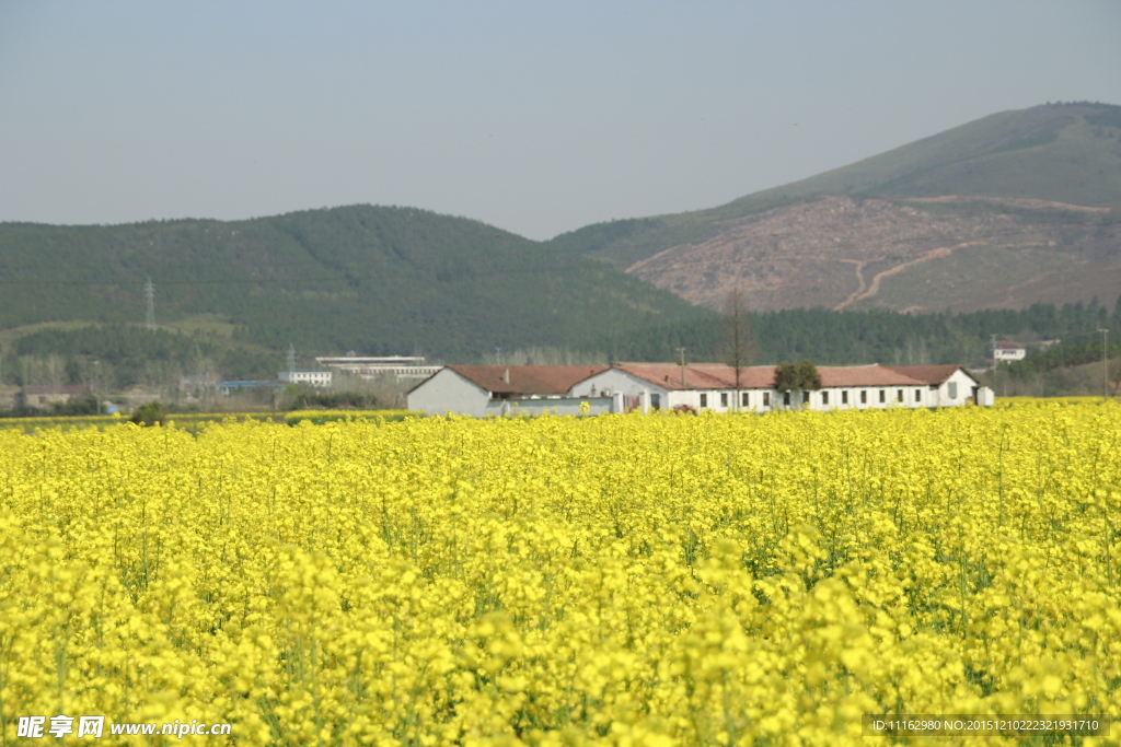 油菜花