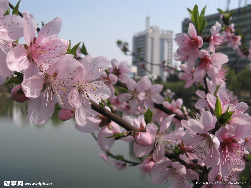 桃花