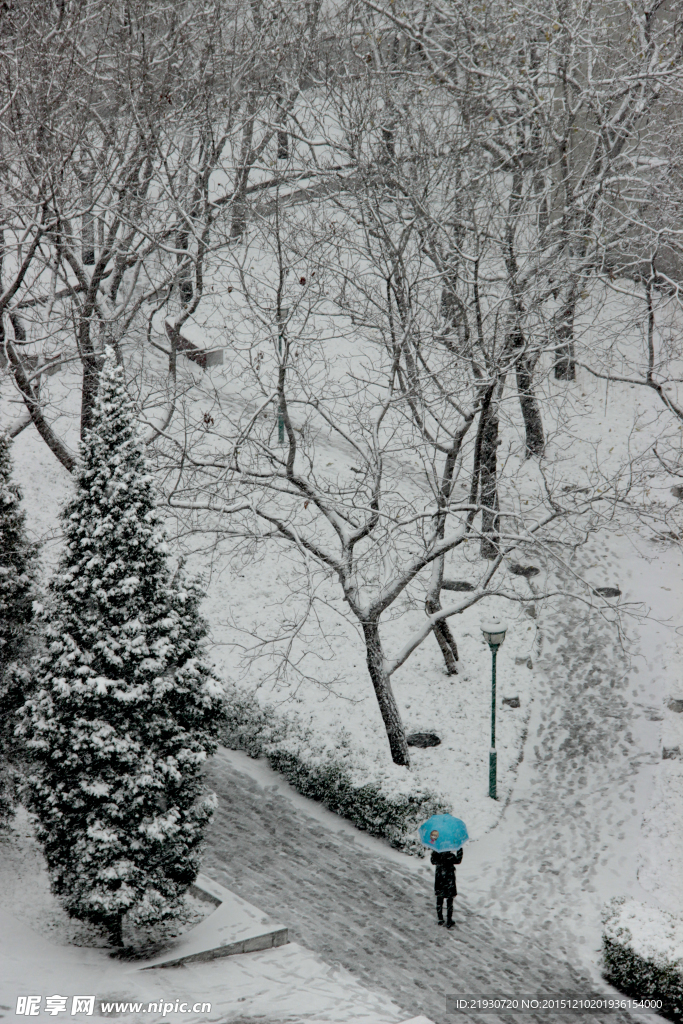 被雪覆盖的树林