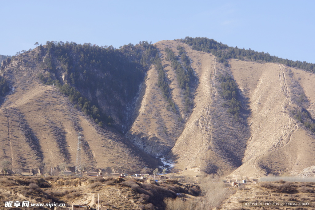 高山松树