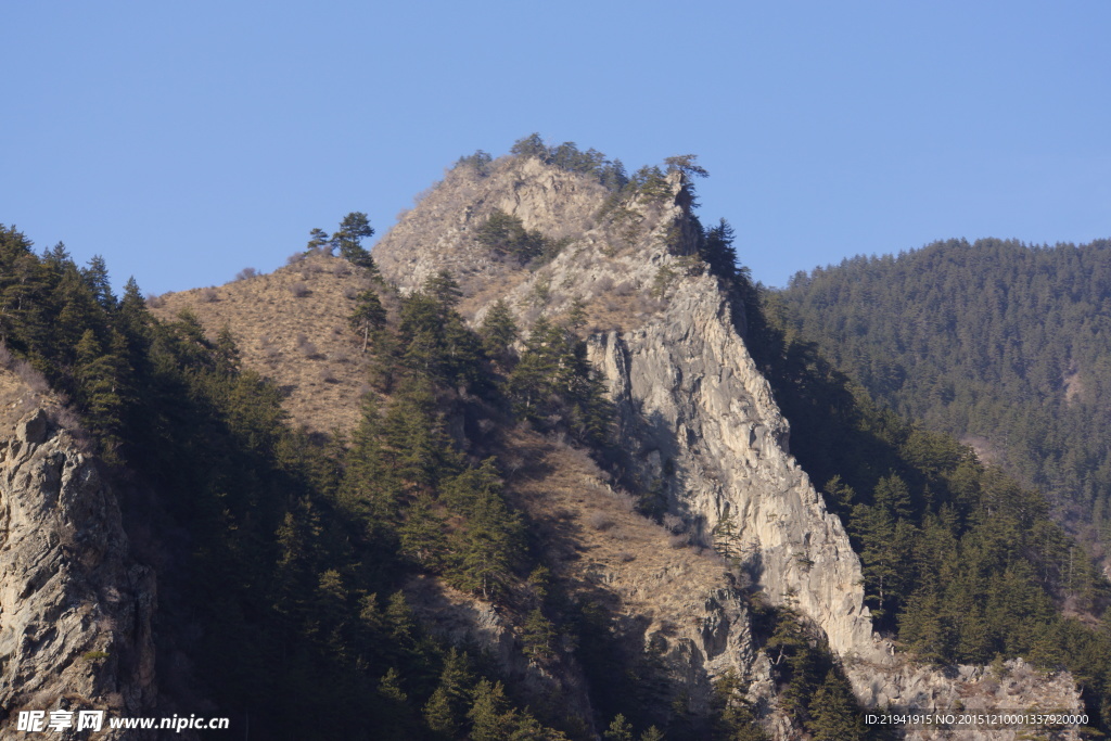 高山松林