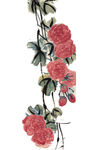 水墨芙蓉花