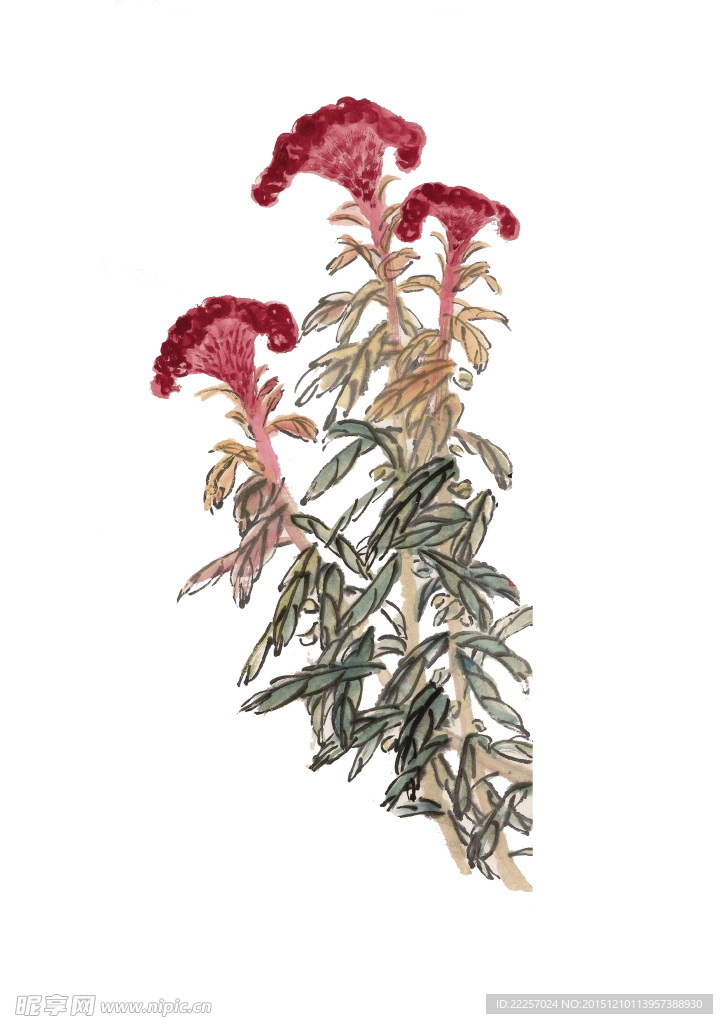 鸡冠花 齐白石