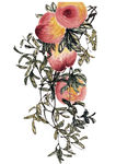 水墨桃子 齐白石