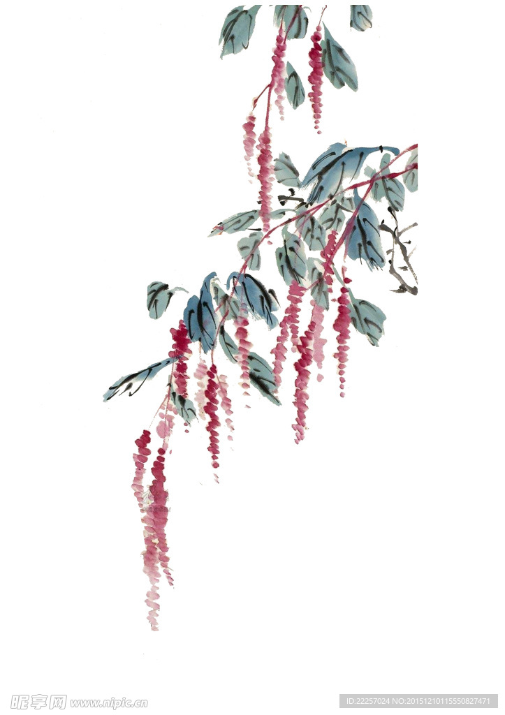 紫荆花 紫藤花