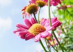 雏菊
