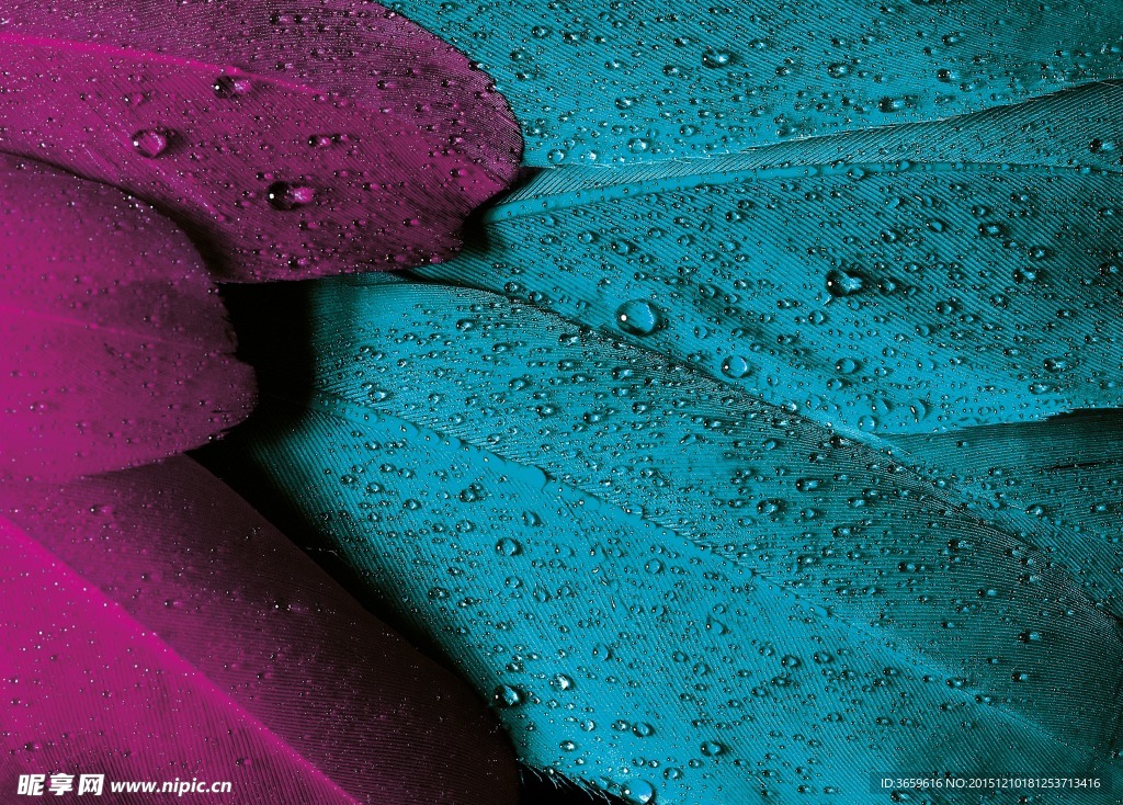 彩色羽毛 水滴
