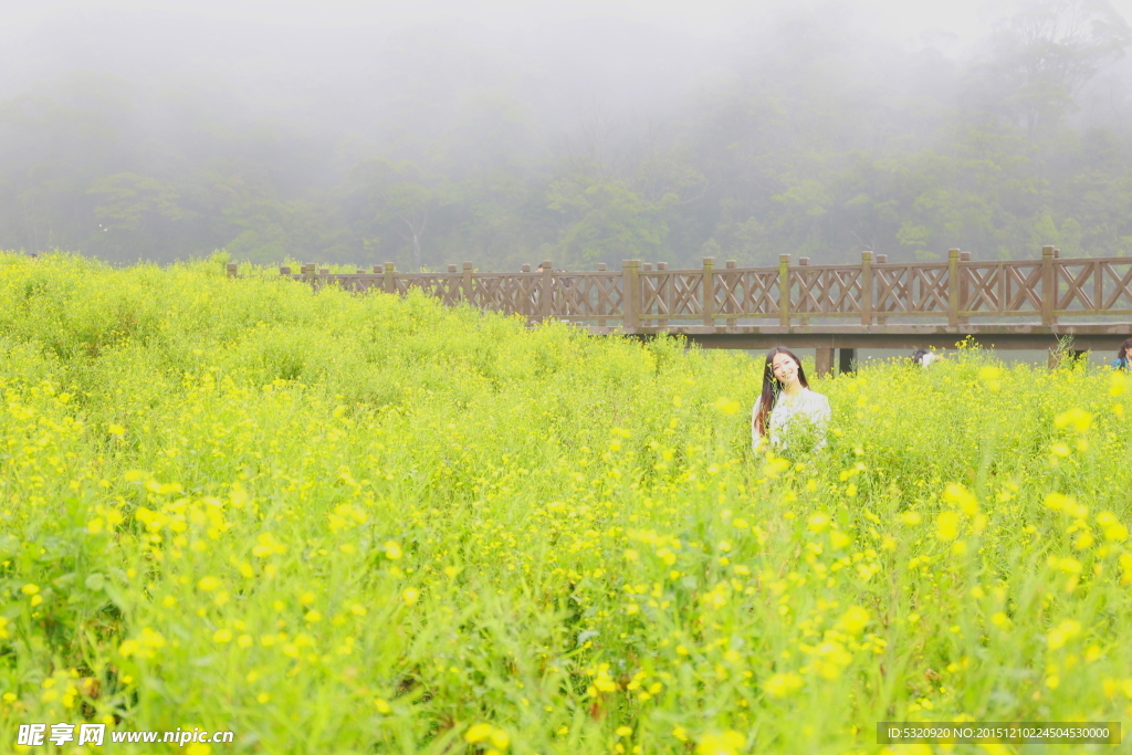 油菜花