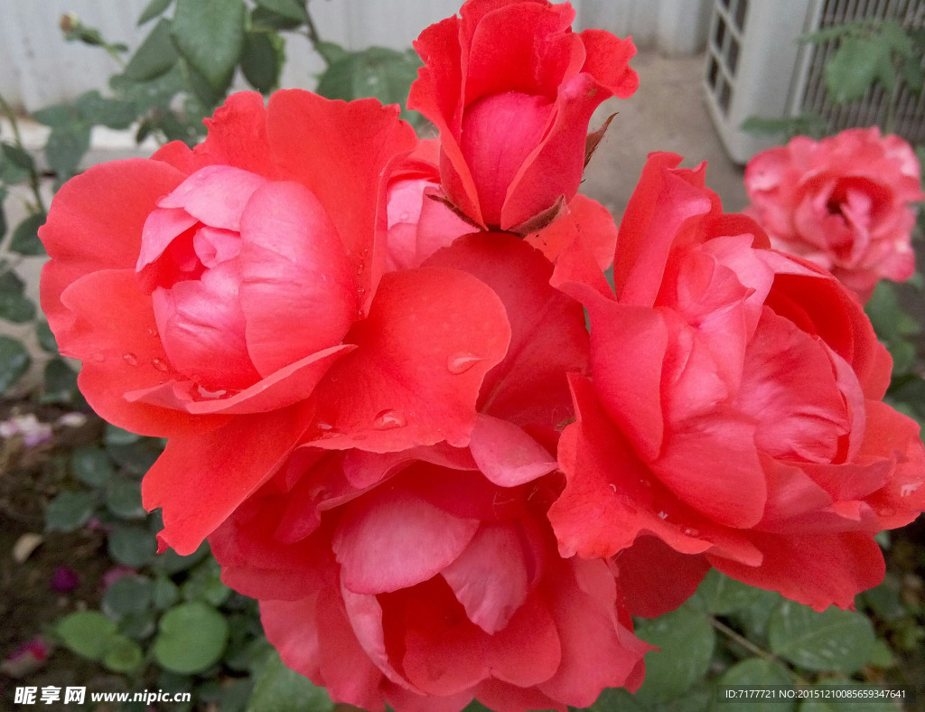 月季花