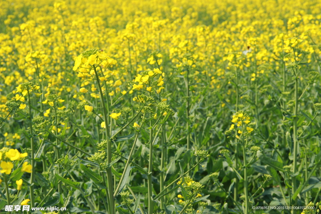 油菜花素材