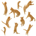 猫图片