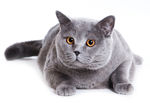 猫咪