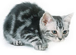 猫咪