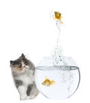 猫图片