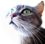猫咪