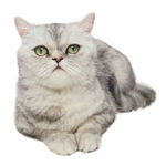 猫咪