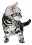 猫咪