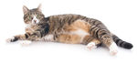 猫咪