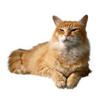 猫咪