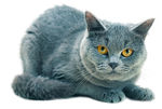 猫咪