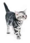 猫咪