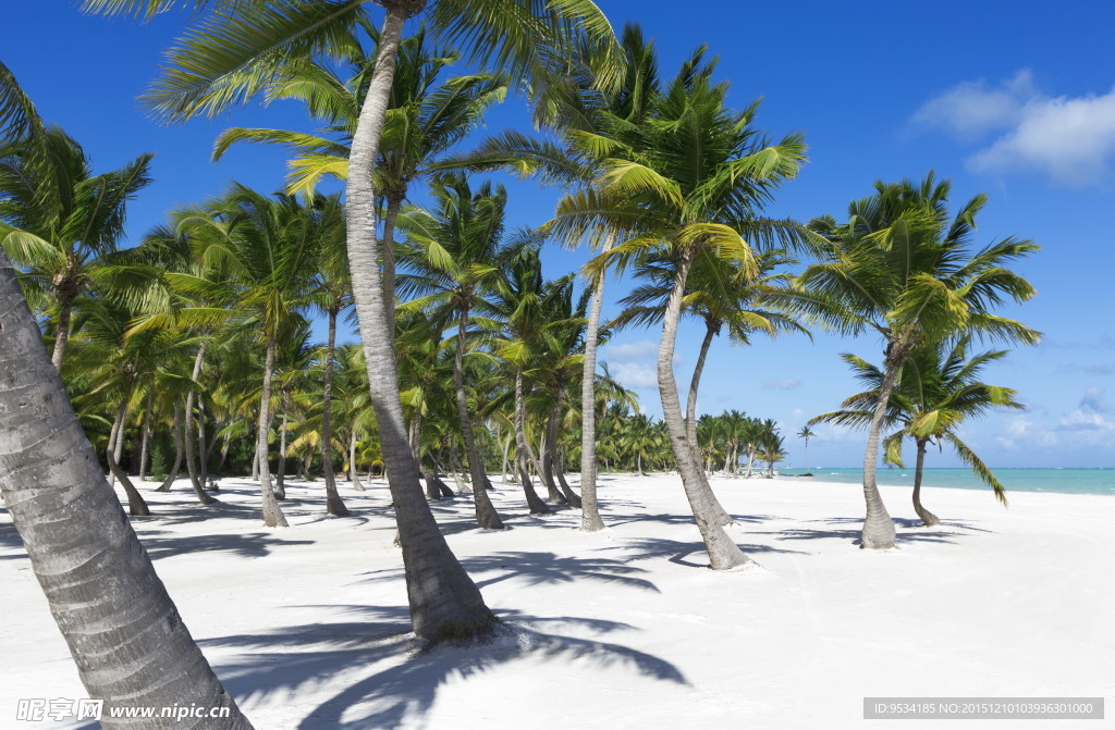 海边沙滩椰子树图片