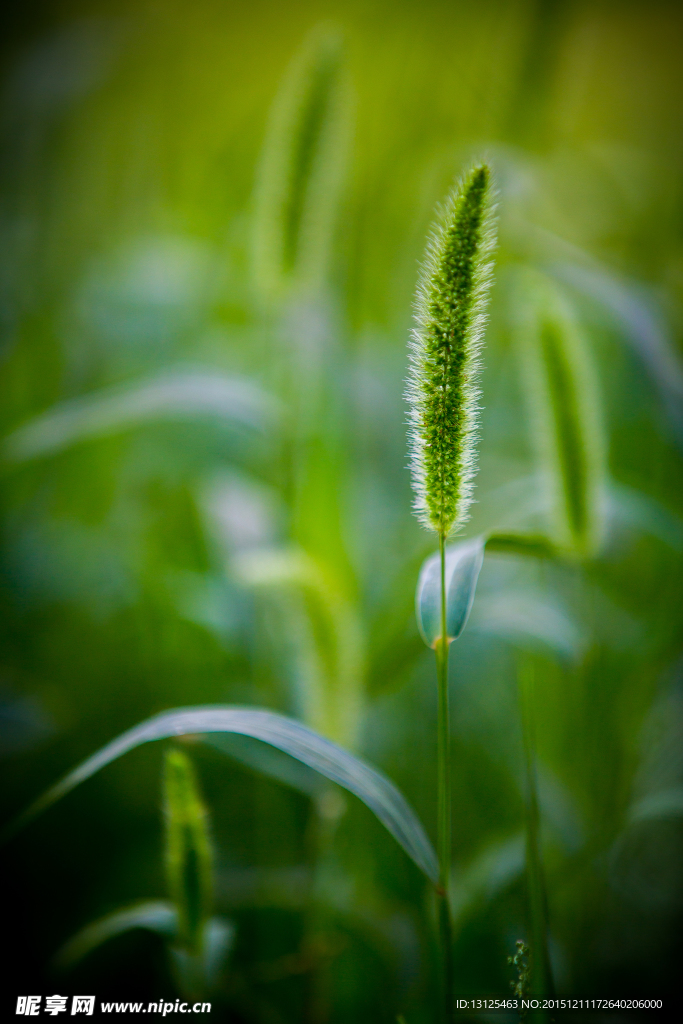 狗尾巴草