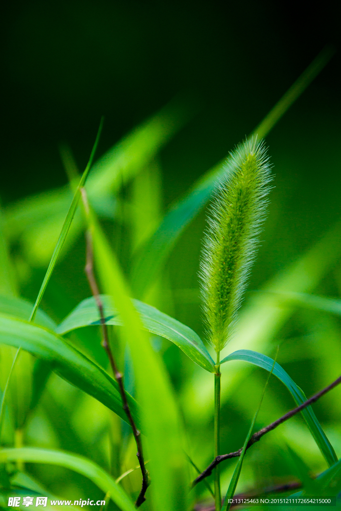 狗尾巴草