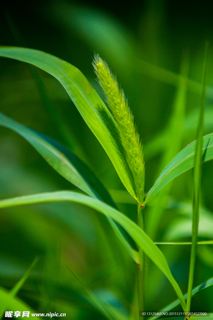 狗尾巴草