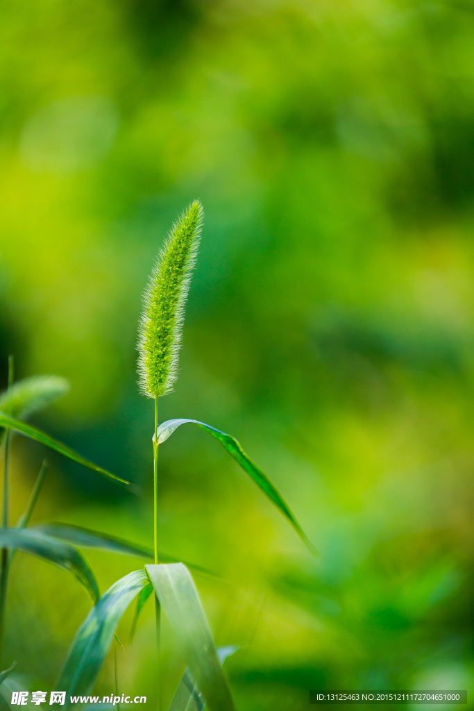 狗尾巴草