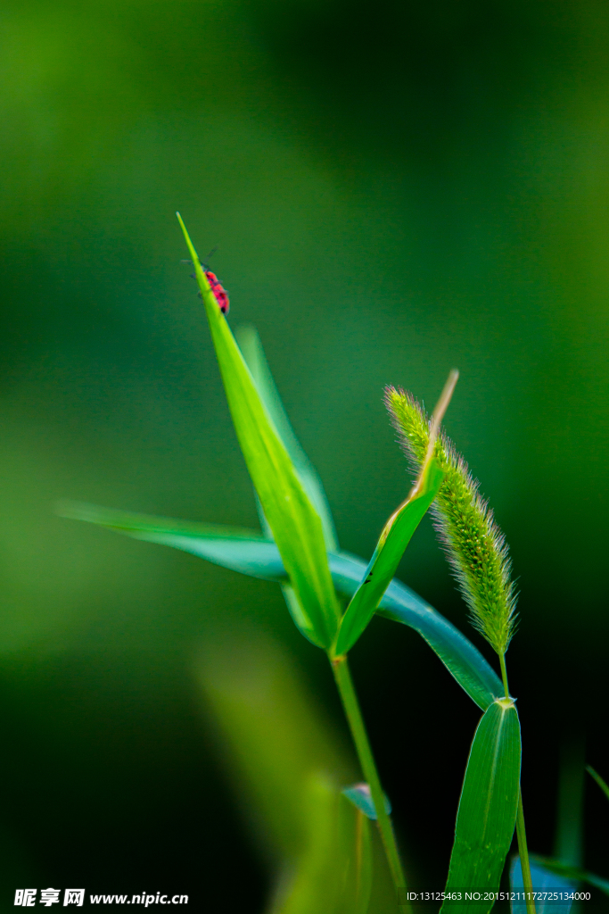 狗尾巴草